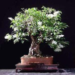 Semi di Nuvola Bianca (Kunzea ambigua)