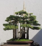 $_35 Semi di Cipresso di Montezuma (Taxodium huegelii)