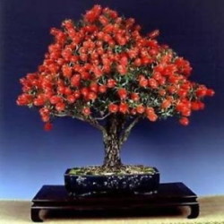 Semi di Callistemone (Callistemon citrinus)