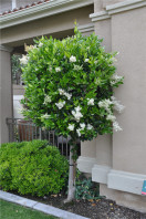 Semi di Ligustro giapponese (Ligustrum japonicum)