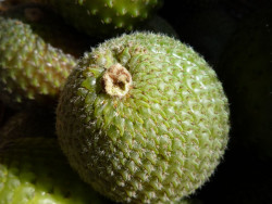 Semi di Copao (Eulychnia acida)
