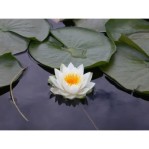 41vcqGRKfbL._SS400_ Semi di Fiore di Loto Bianco (Nynphaea ampla)