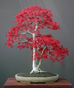 Semi di Acero Rosso Giapponese (Acer palmatum atropurpureum)