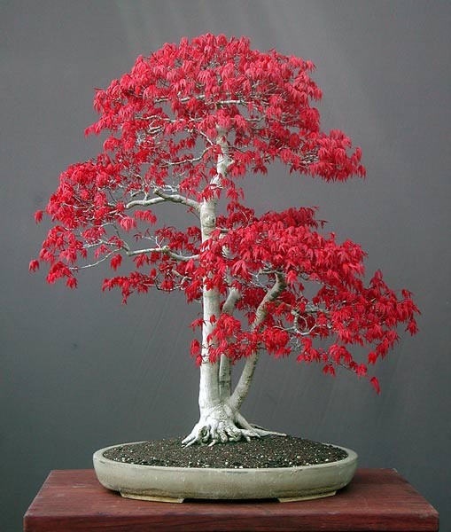 Negozio Bonsai: Semi di Acero Rosso Giapponese (Acer palmatum atropurpureum)