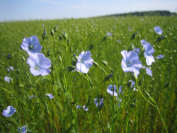 Semi di Lino (Linum usitatissimum)