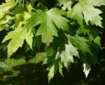 Semi di Acero Saccarino (Acer saccharinum)