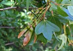 Acer_monspessulanum