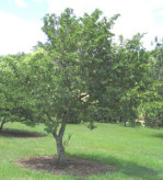Semi di Graviola (Annona Muricata)