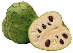 Semi di Cherimoya (Annona cherimola)