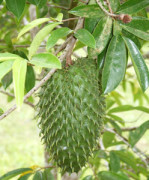 Semi di Graviola (Annona Muricata)