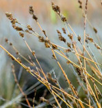 Semi di Oioi (Apodasmia Similis)