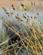 Apodasmia-similis-05