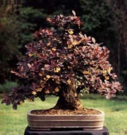 Berberis-thunbergii-atropurpurea-semi