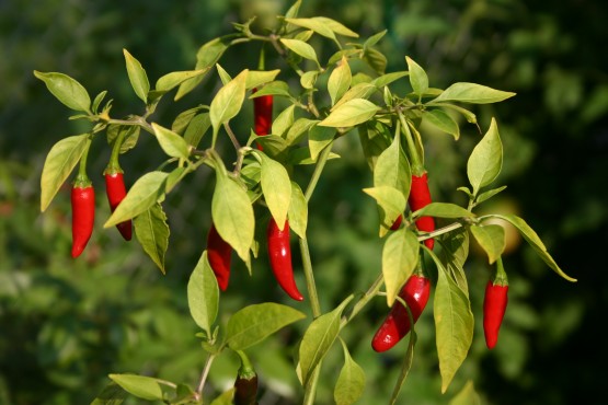 Capiscum cayenne