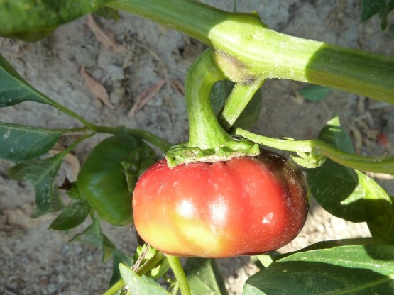Capsicum annuum L. - Ñora