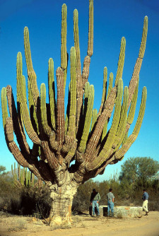 Semi di Cardon (Pachycereus pringlei)