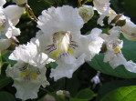 Semi di Catalpa (Catalpa bignonioides)