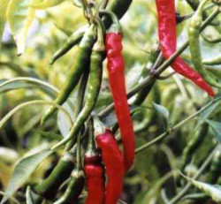 Semi di Capsicum Cayenne (Peperone di Cayenne)