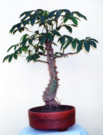 Ceiba-bonsai-xl2