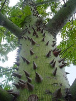 Semi di Kapok (Ceiba Pentandra)