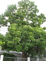 Semi di Bella Addormentata (Chukrasia Tabularis)