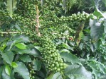 Coffea Arabica
