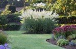 Semi di Erba della pampa (Cortaderia selloana)