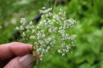 Semi di Cumino (Cuminum cyminum)