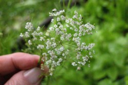 Semi di Cumino (Cuminum cyminum)