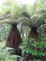 Semi di Albero della Felce d'Oro (Dicksonia fibrosa)