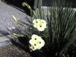Semi di Iris Africano (Dietes bicolor)