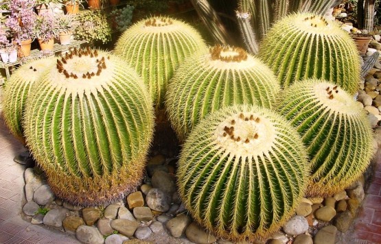 Echinocactus grusonii