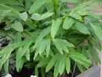 Semi di Cardamomo (Elettaria Cardamomum)