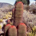 Ferocactus pilosus
