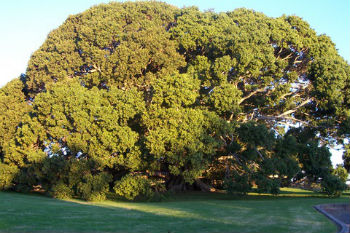 Ficus_obliqua_sviluppo Semi di Ficus Obliqua