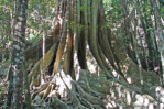 Semi di Ficus Obliqua