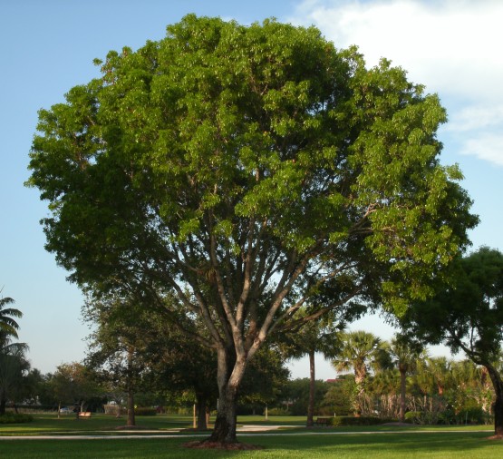 Semi di Acacia Australiana (Acacia auriculiformis)