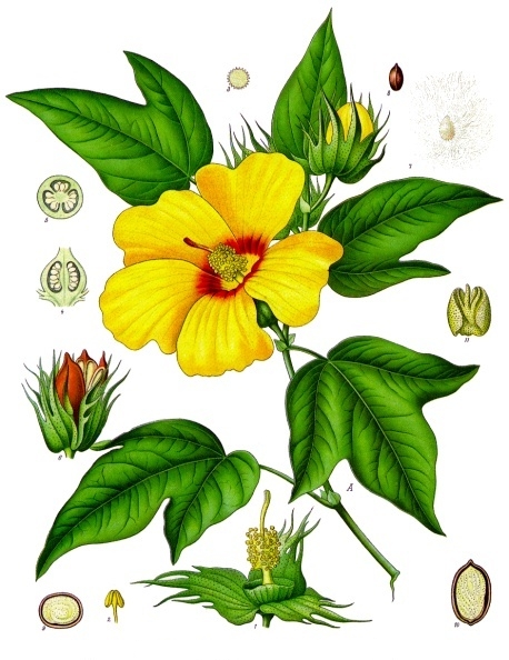 COTONE fiore e pianta (Gossypium) medicinal plant 