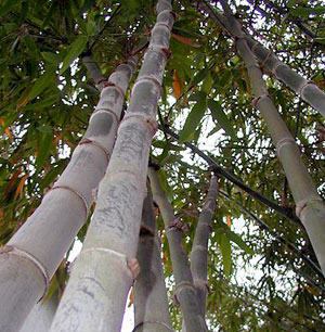 Hamiltonii_1 Semi di Bamboo Kako (Dendrocalamus hamiltonii)