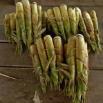 Semi di Bamboo Kako (Dendrocalamus hamiltonii)