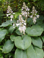 Semi di Hosta (Hosta Sieboldiana Elegans