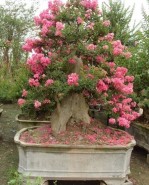 Semi di Lagerstroemia indica (Lagerstroemia Indica)