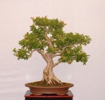 Semi di Lagerstroemia (Lagerstroemia Floribunda)