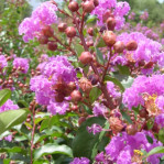 Semi di Lagerstroemia (Lagerstroemia Floribunda)
