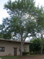 Semi di Leucaena (Leucaena Leucocephala)