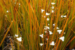 Semi di Iris Neozelandese (Libertia peregrinans)