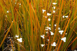 Semi di Iris Neozelandese (Libertia peregrinans)