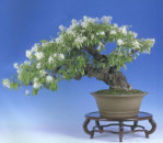 Magnolia-star Semi di Magnolia stellata