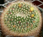 Mammillaria petrophila