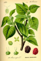 Semi di Gelso Nero